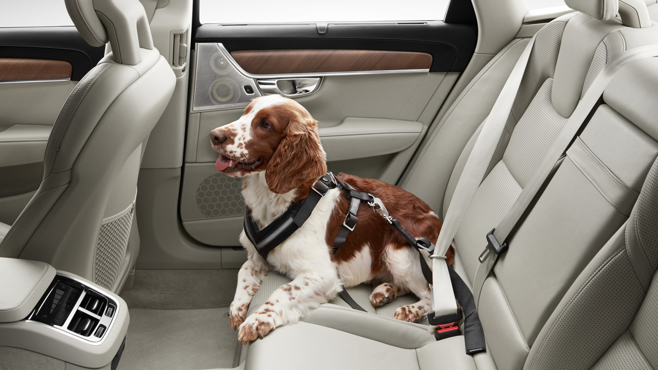 Dog sitting in Volvo backseat